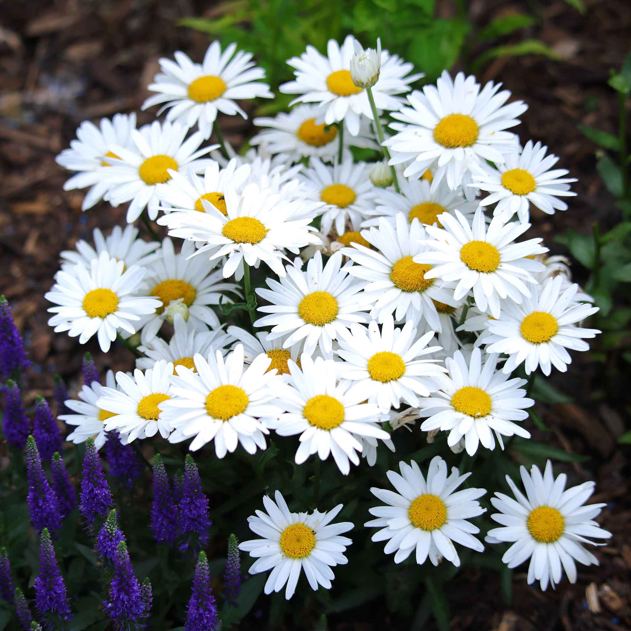 Bulk Daisy Seeds | Buy in Bulk  Bulk Wildflowers