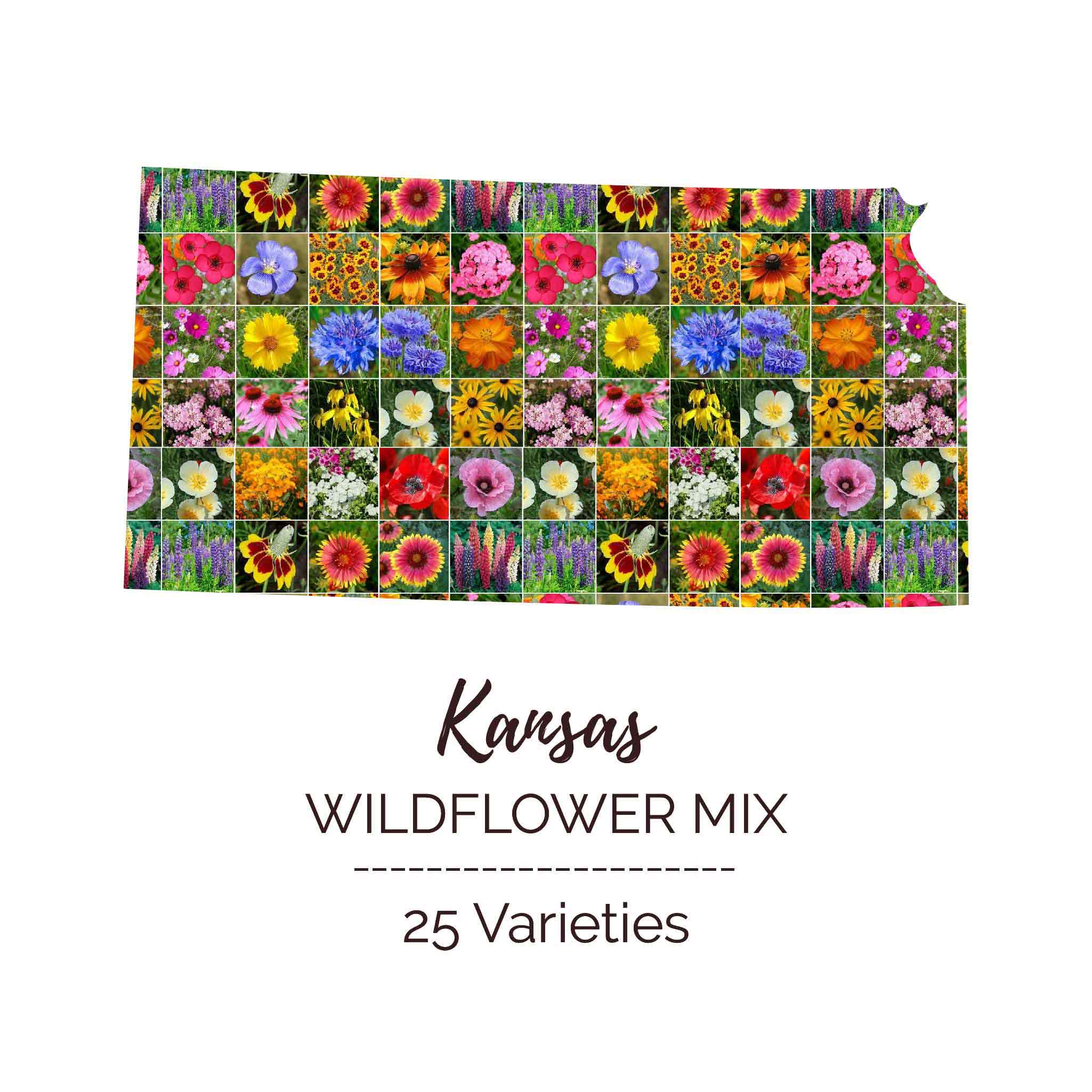 kings seeds wildflower mix Bulk Kansas Wildflower Seed Mix