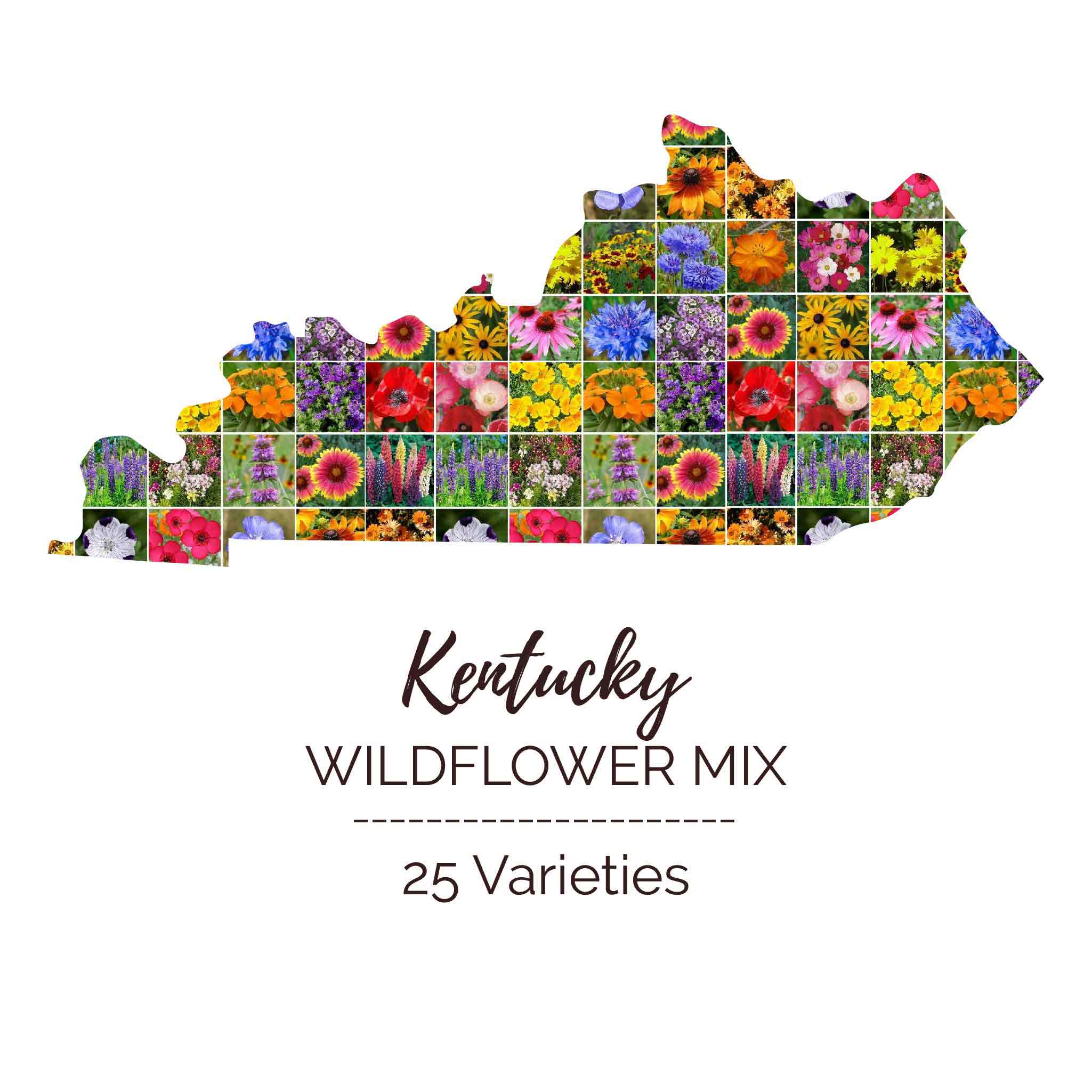 kentucky native wildflower seeds Bulk Kentucky Wildflower Seed Mix 1 Ounce