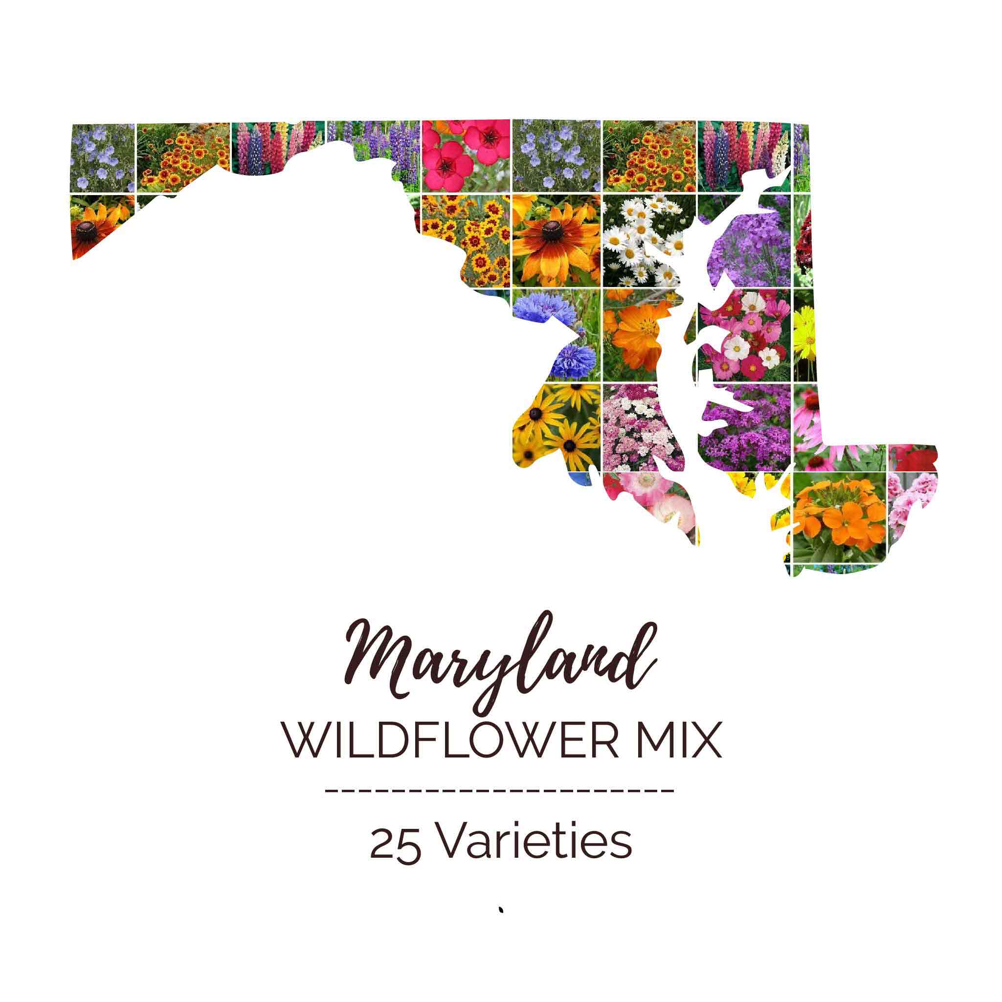 native wildflower seeds maryland Maryland Wildflower Seed Mix
