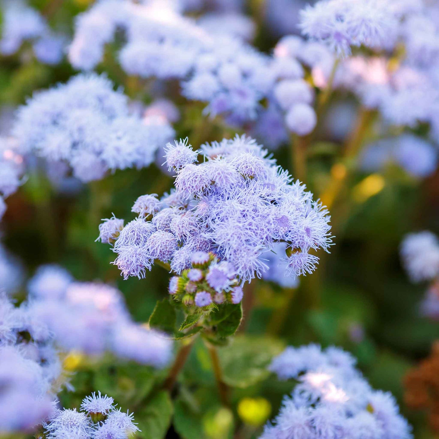 ageratum blue mink