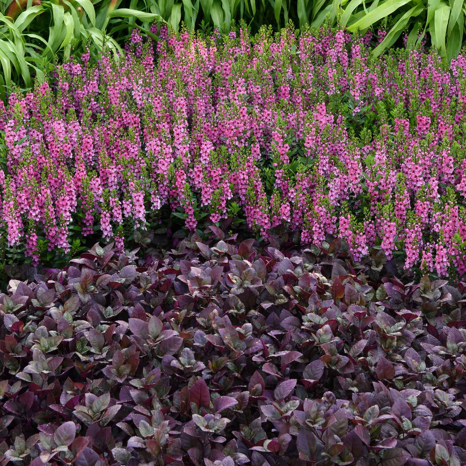 purple garden seeds Bulk Alternanthera Seeds - Purple Prince