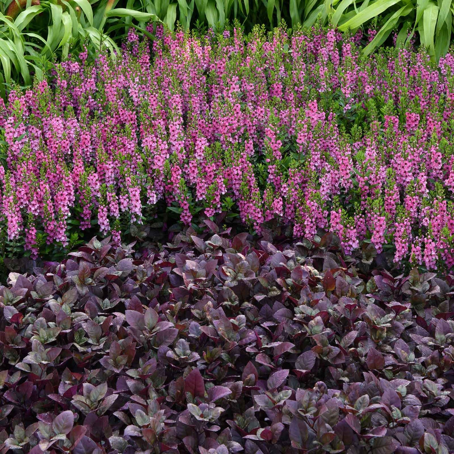 alternathera purple prince