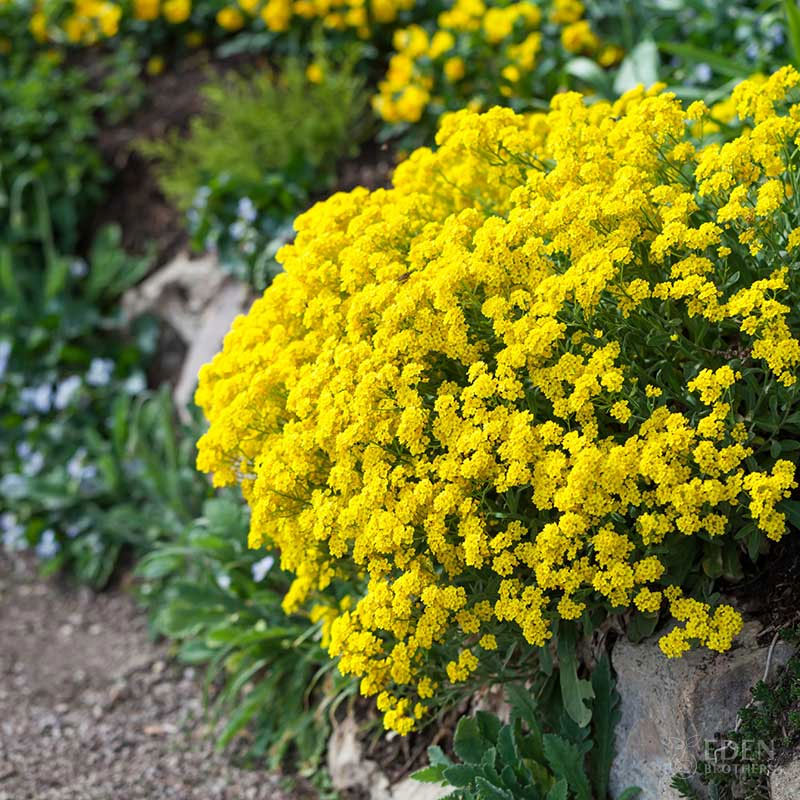 Bulk Alyssum Seeds - Basket of Gold