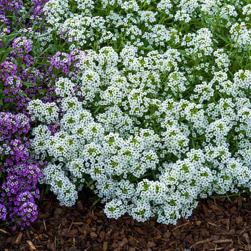 plant alyssum seeds Bulk Sweet Alyssum Seeds