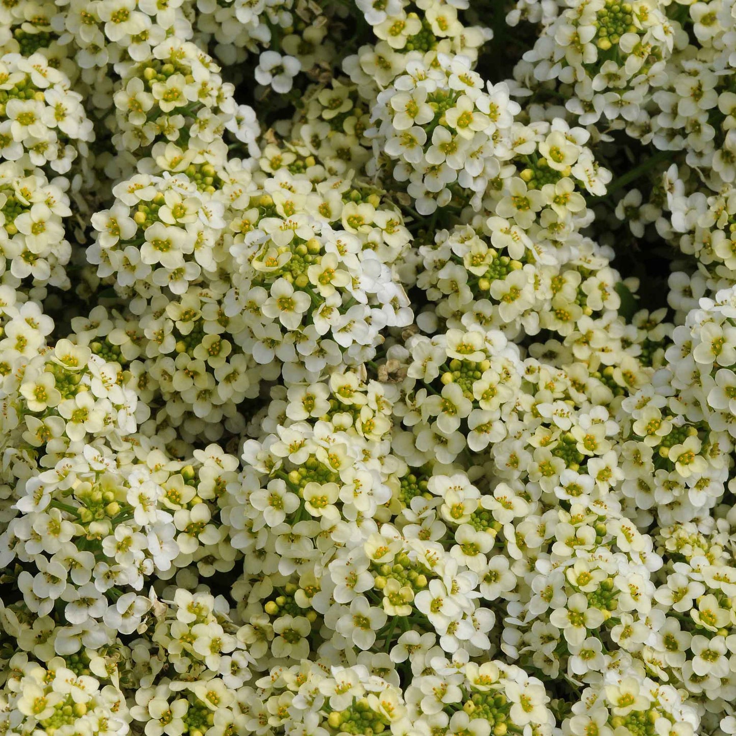 alyssum easter bonnet mix