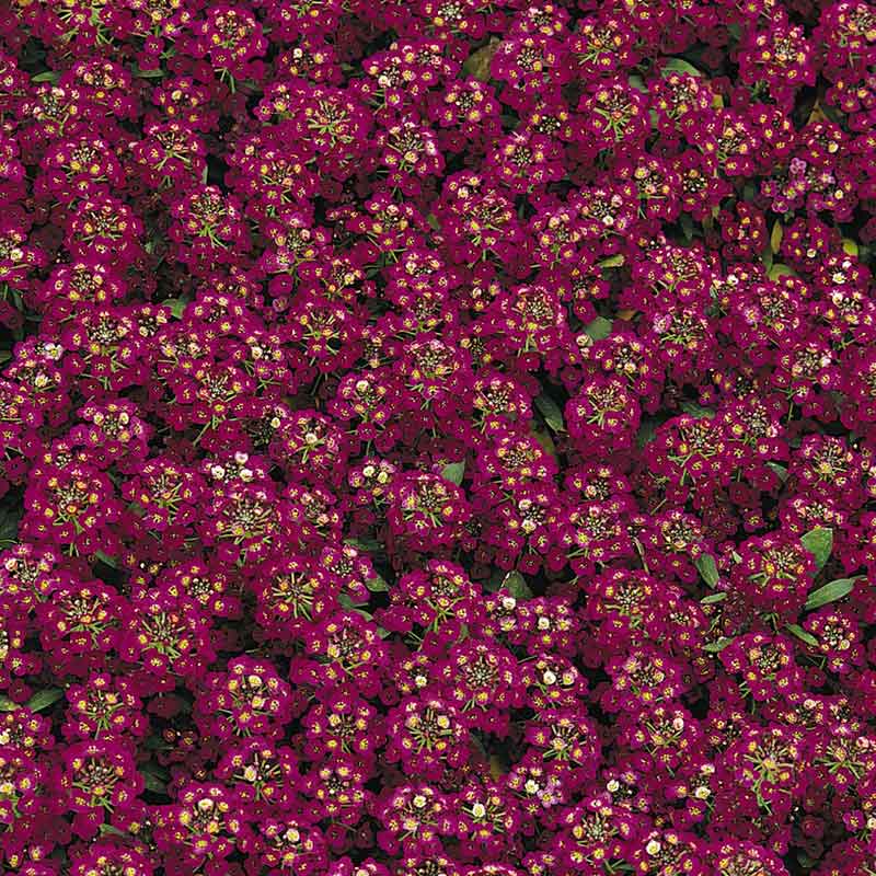 alyssum easter bonnet mix