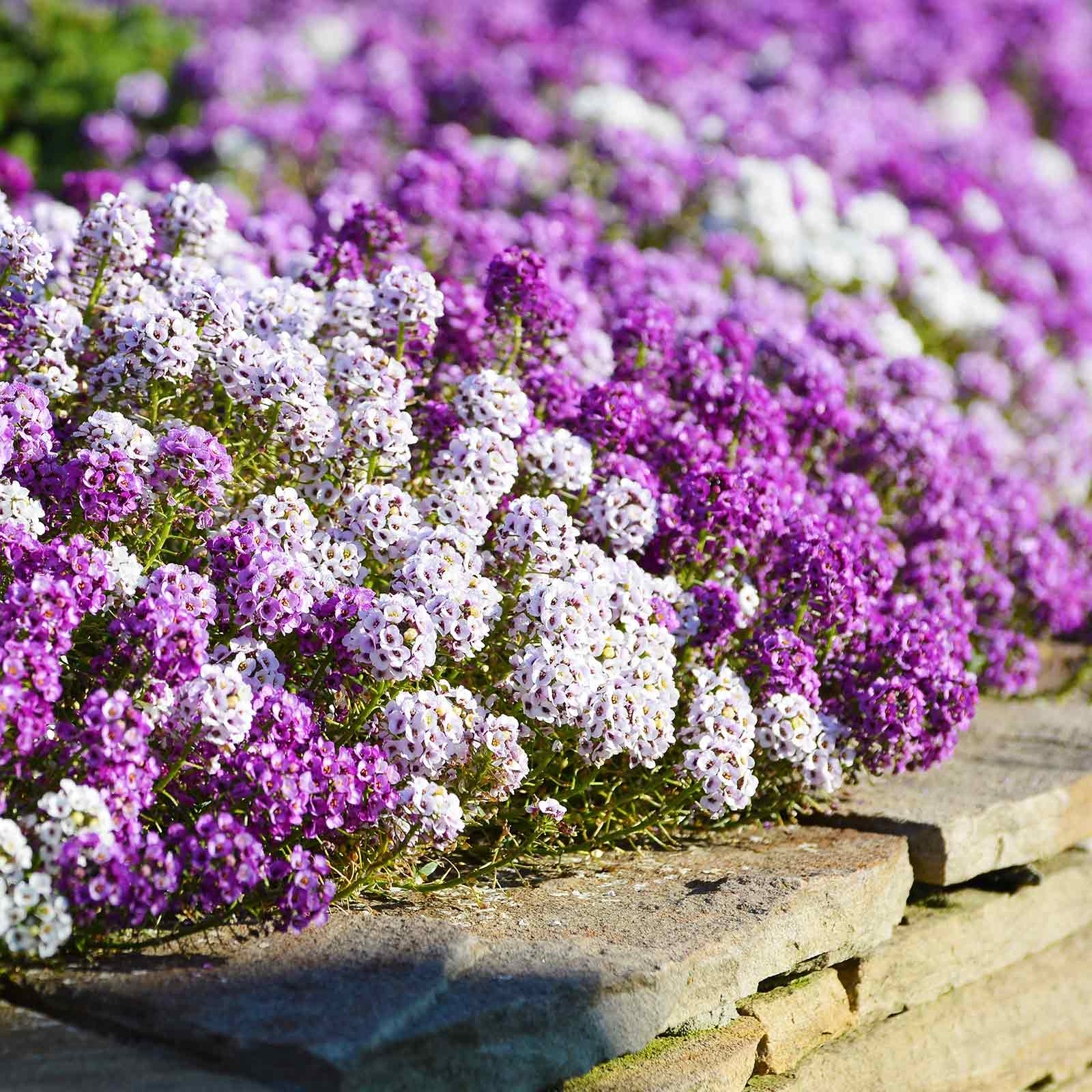 planting alyssum seeds indoors Bulk Alyssum Seeds