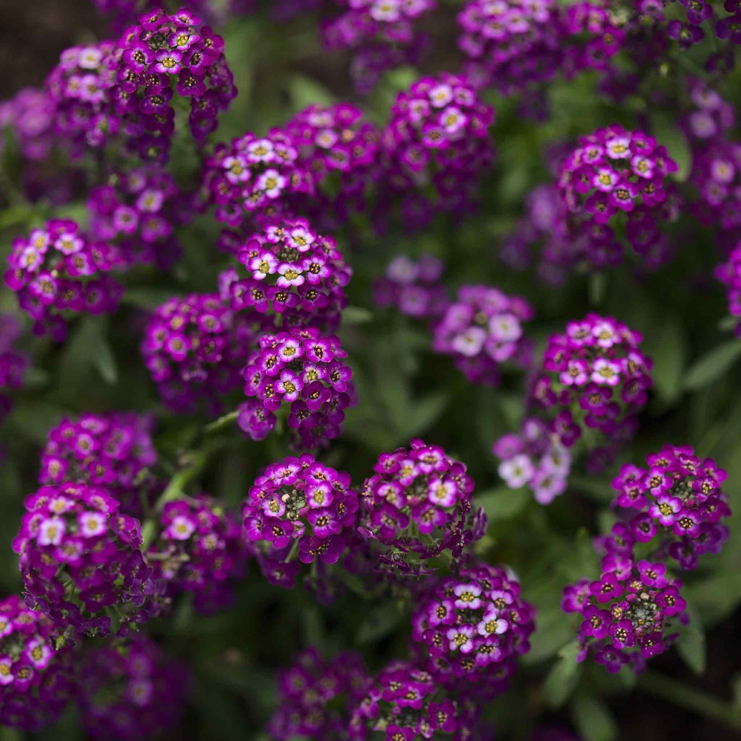 alyssum oriental nights