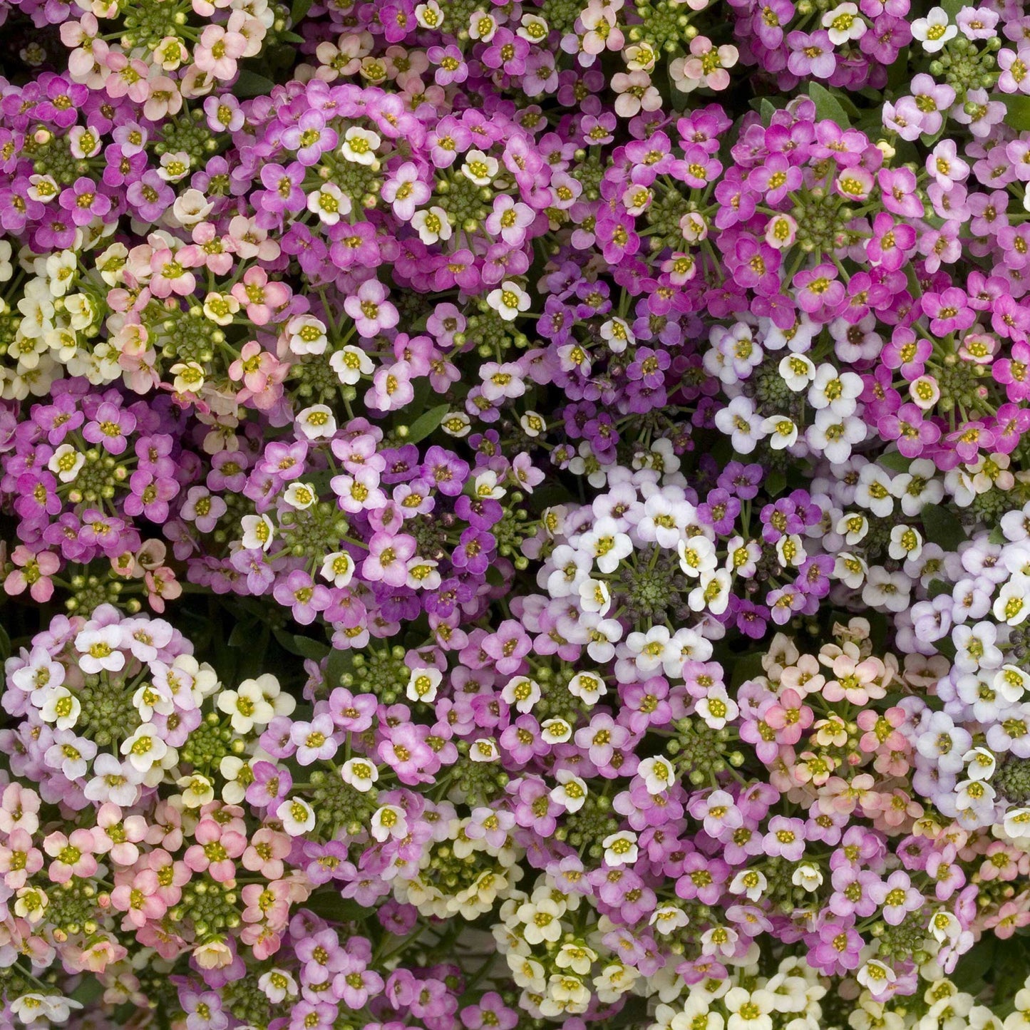 alyssum paletta mix