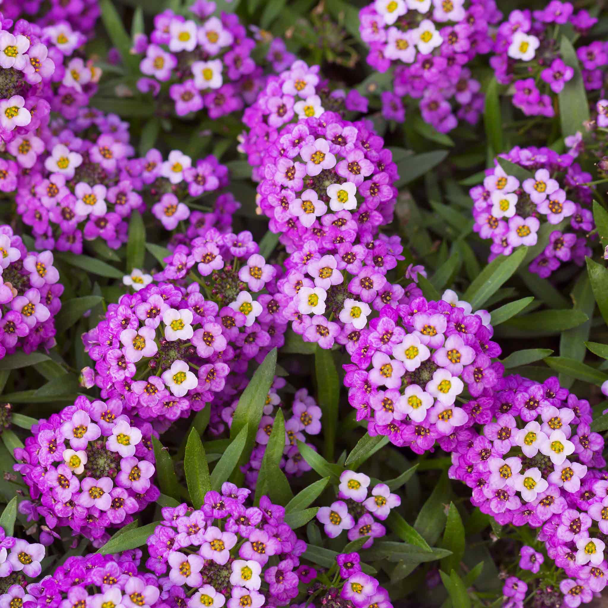 carpet flower seeds Bulk Sweet Alyssum Seeds (Dwarf)