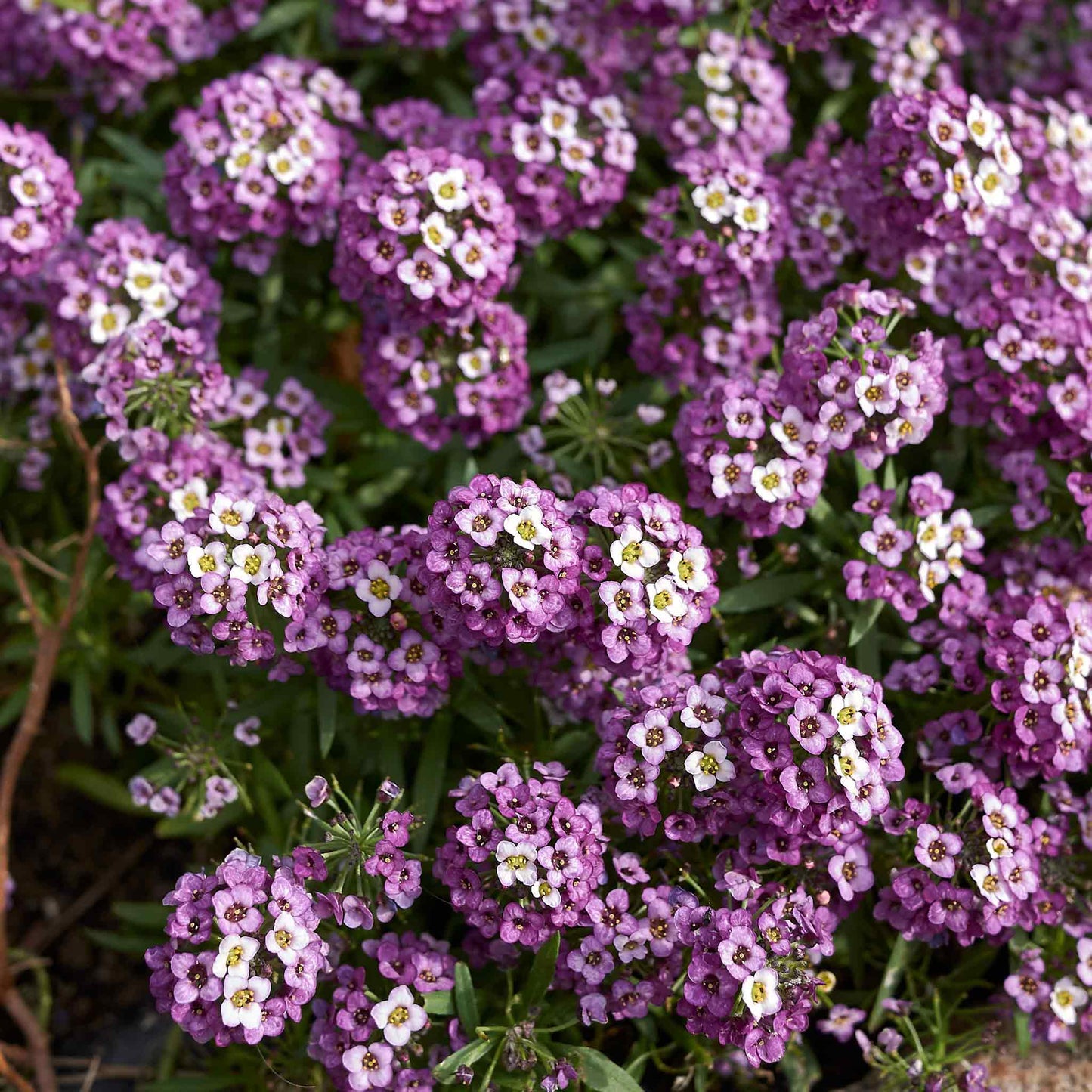 alyssum royal carpet