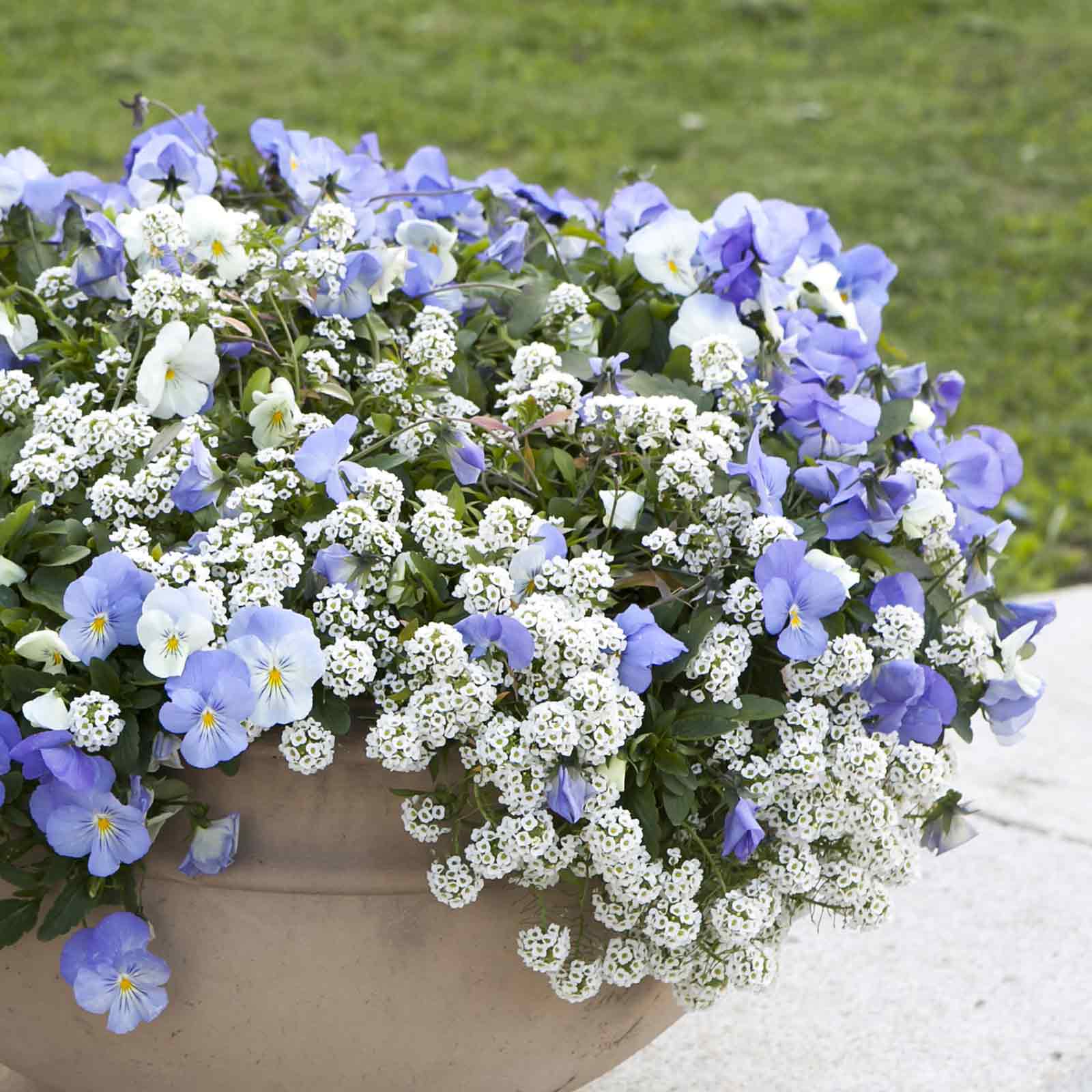alyssum flower seeds Bulk Alyssum Seeds