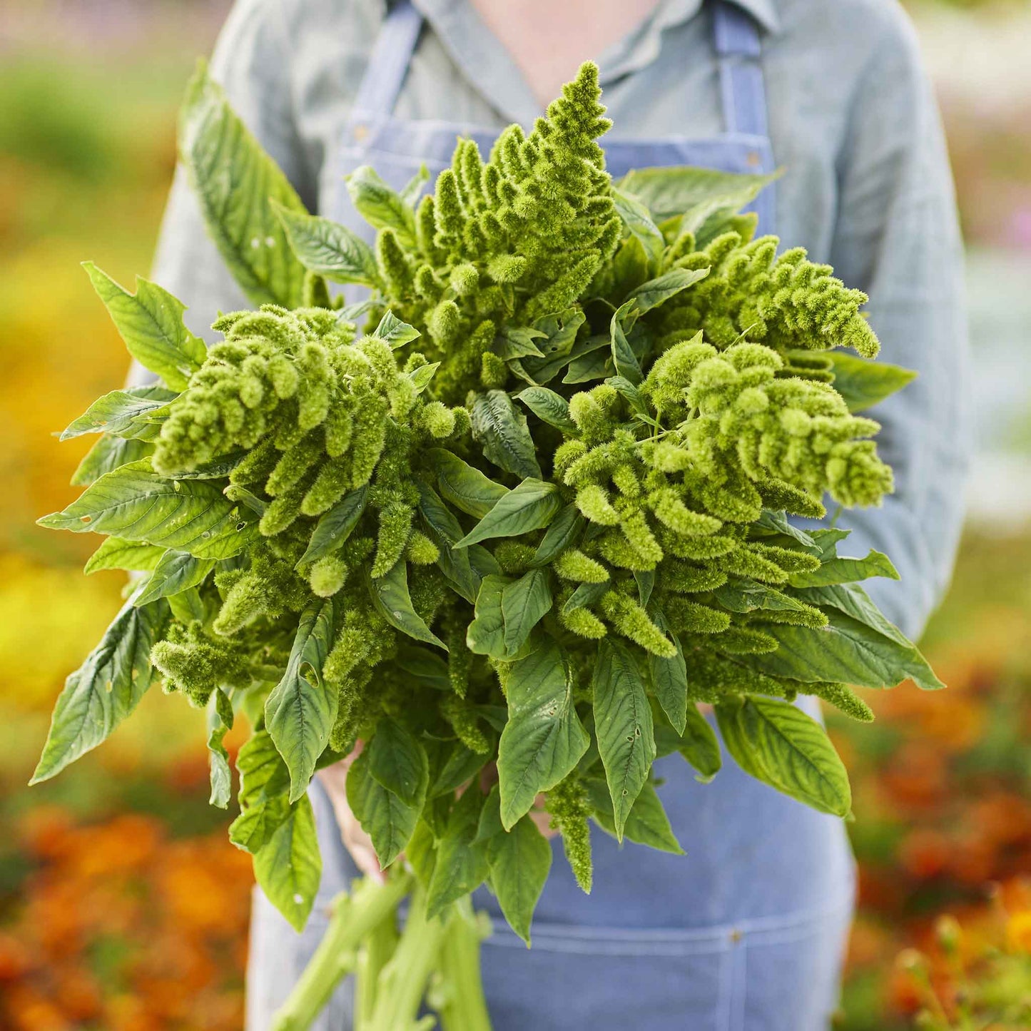 amaranth green thumb