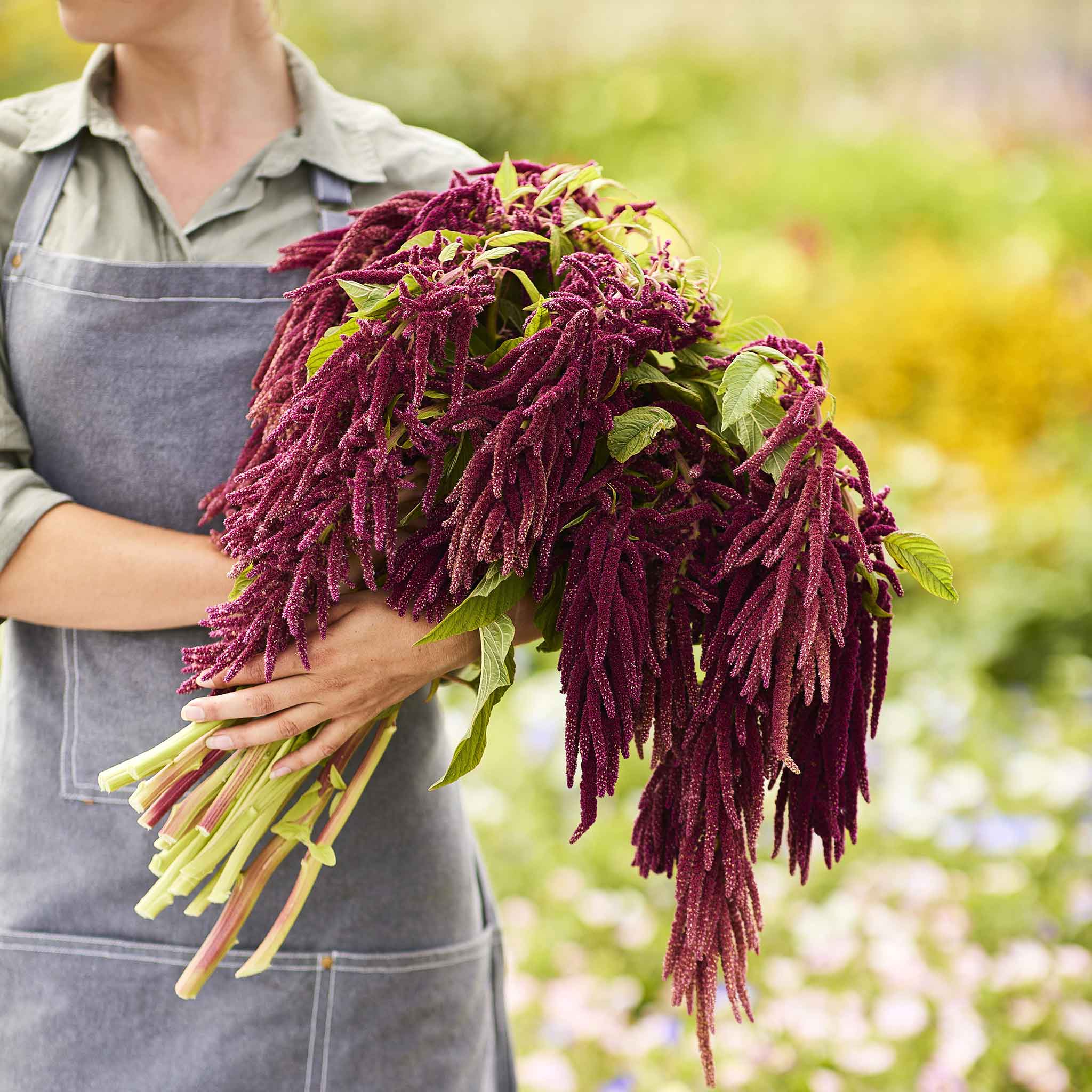 planting love lies bleeding seeds Bulk Love Lies Bleeding Seeds Packet