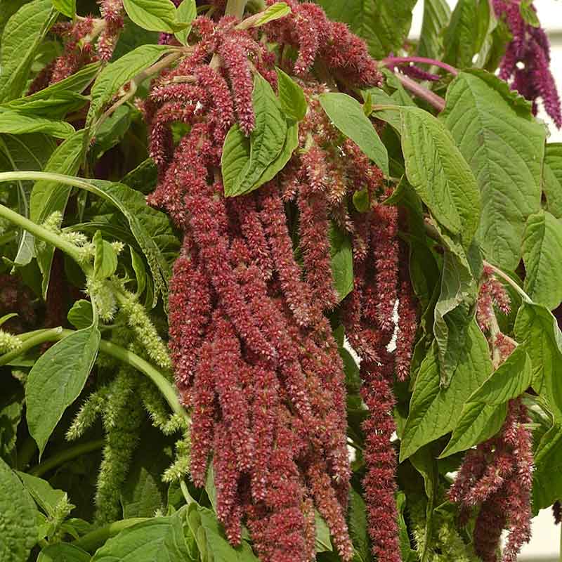 amaranthus coral fountains