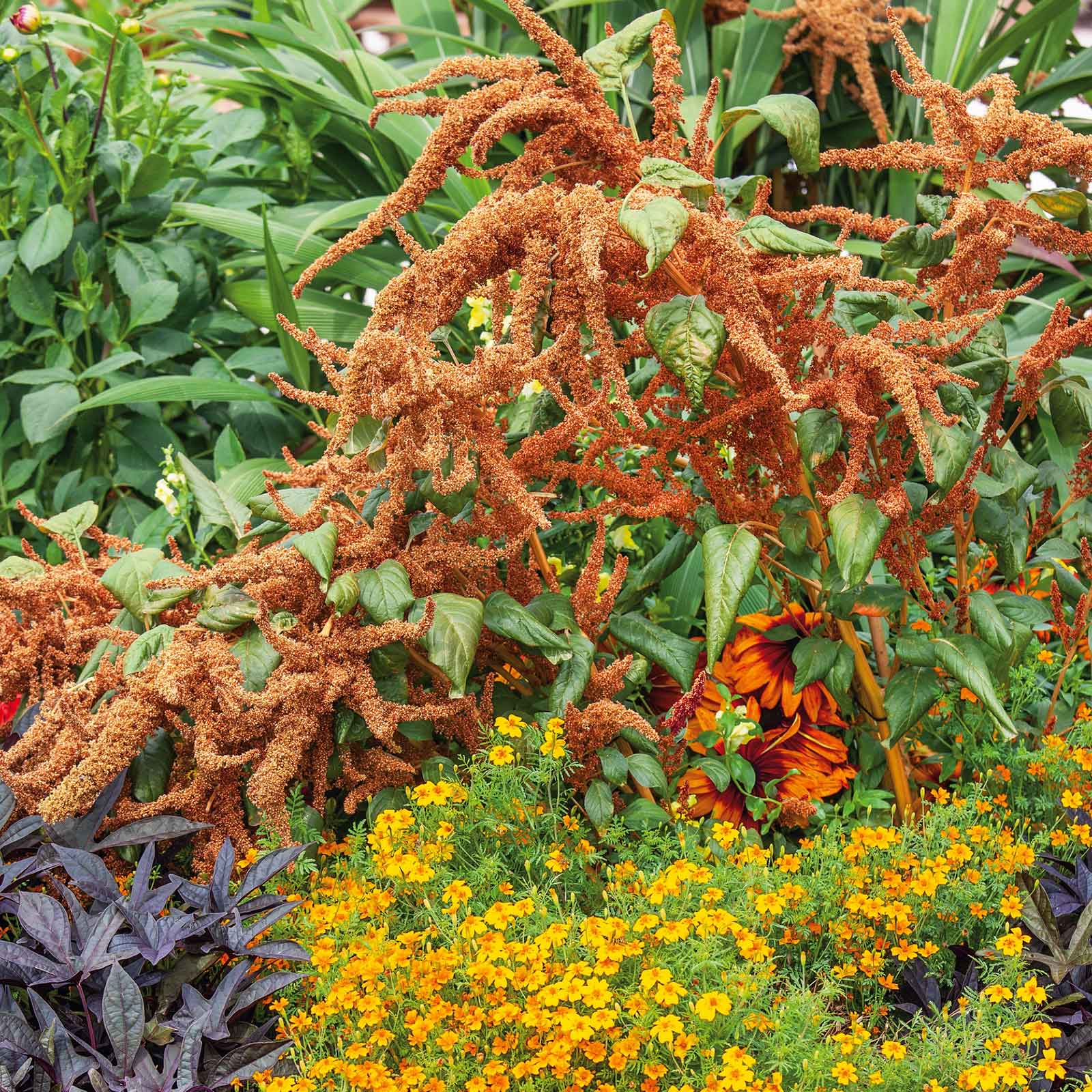 amaranth flower seeds Bulk Amaranthus Seeds - Hot Biscuits