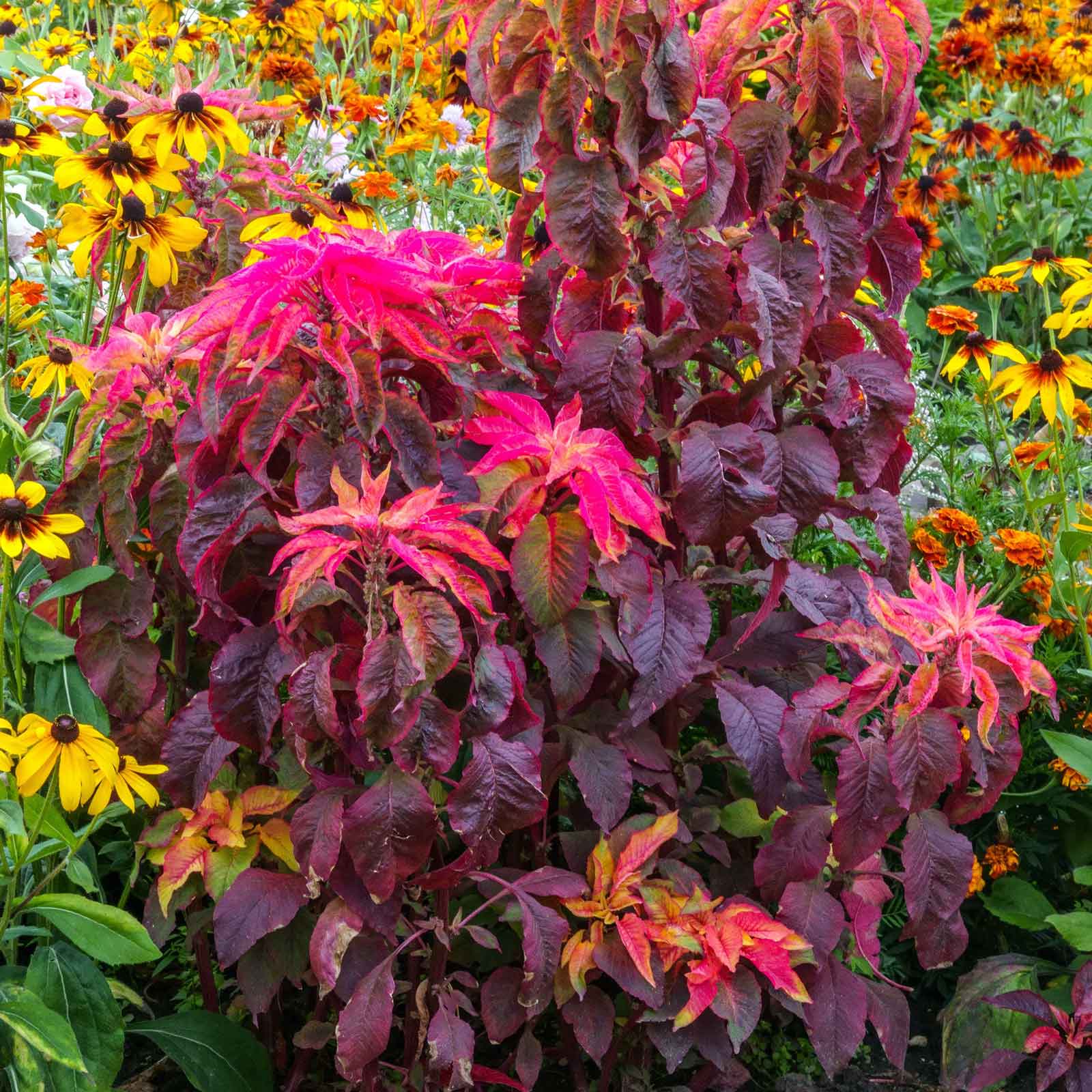 Bulk Amaranthus Seeds - Molten Fire
