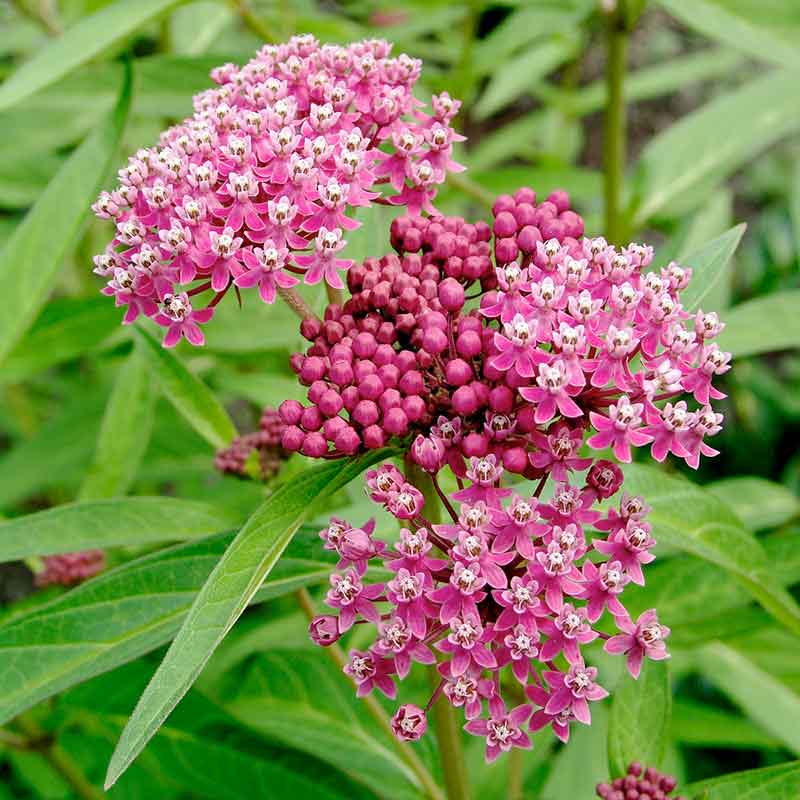 milkweed from seed to flower Bulk Swamp Milkweed Seeds