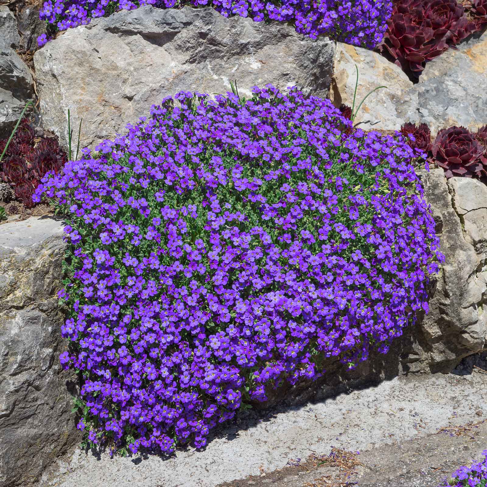 planting aubrieta seeds Bulk Aubrieta Seeds