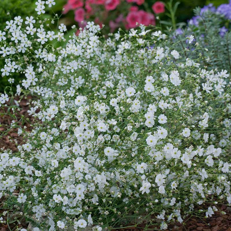 planting baby's breath seeds Bulk Babys Breath Seeds (Annual) Packet