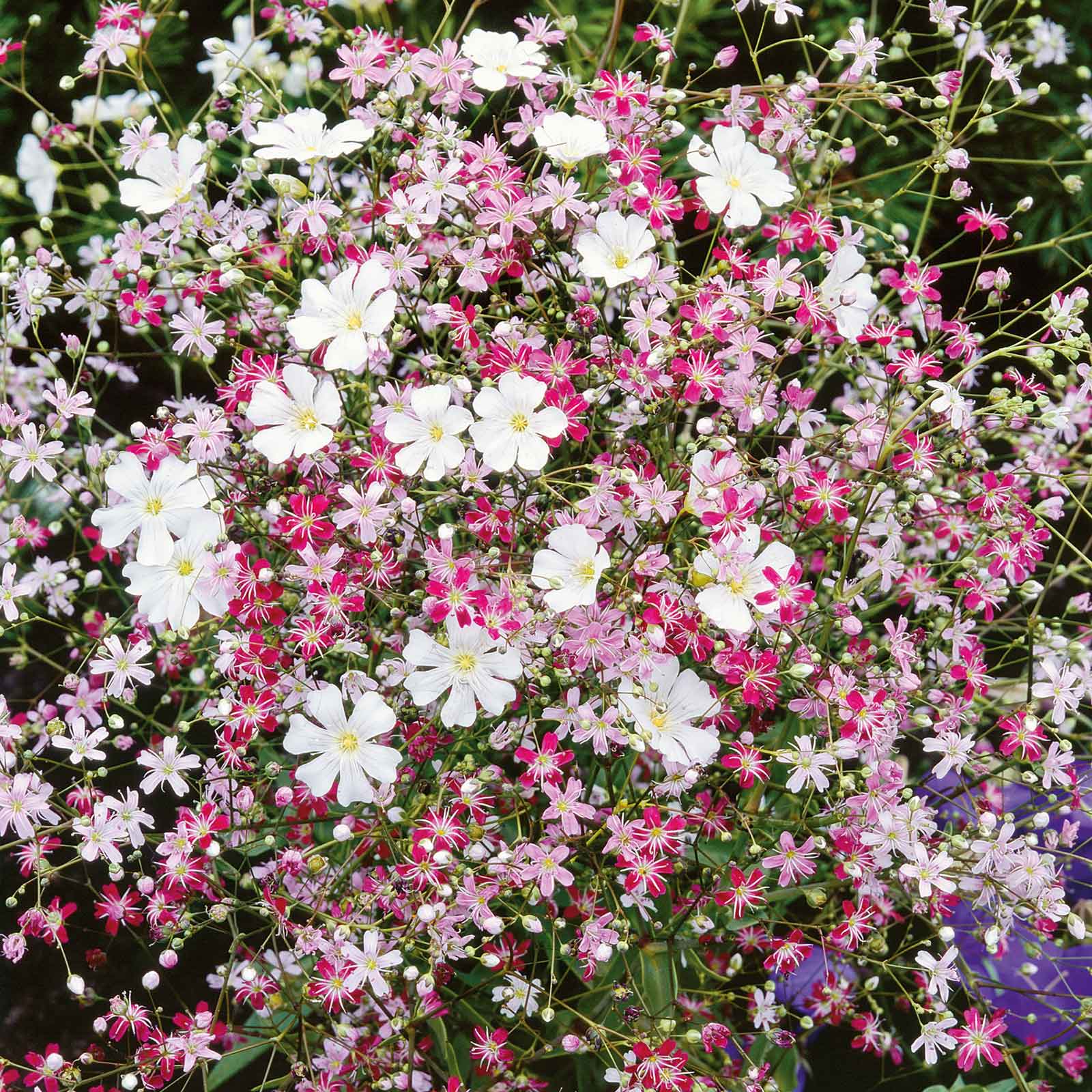 planting baby's breath seeds Bulk Babys Breath Seeds