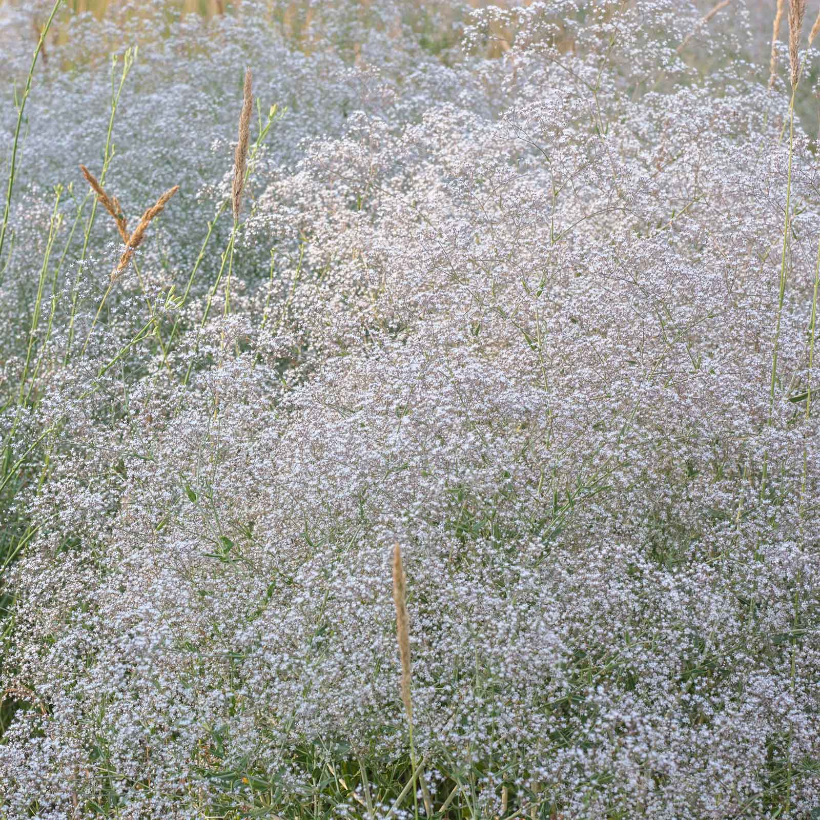 planting baby's breath seeds Bulk Perennial Babys Breath Seeds 1 Ounce