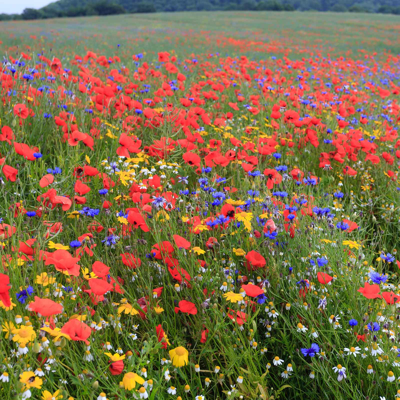 flower seeds that come back every year Bulk Back to Basics Flower Seed Mix