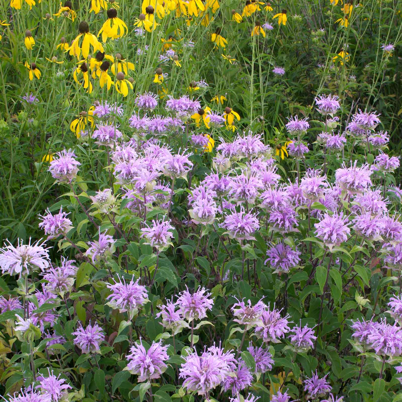 plant bee balm seeds Bulk Bee Balm/Wild Bergamot Seeds