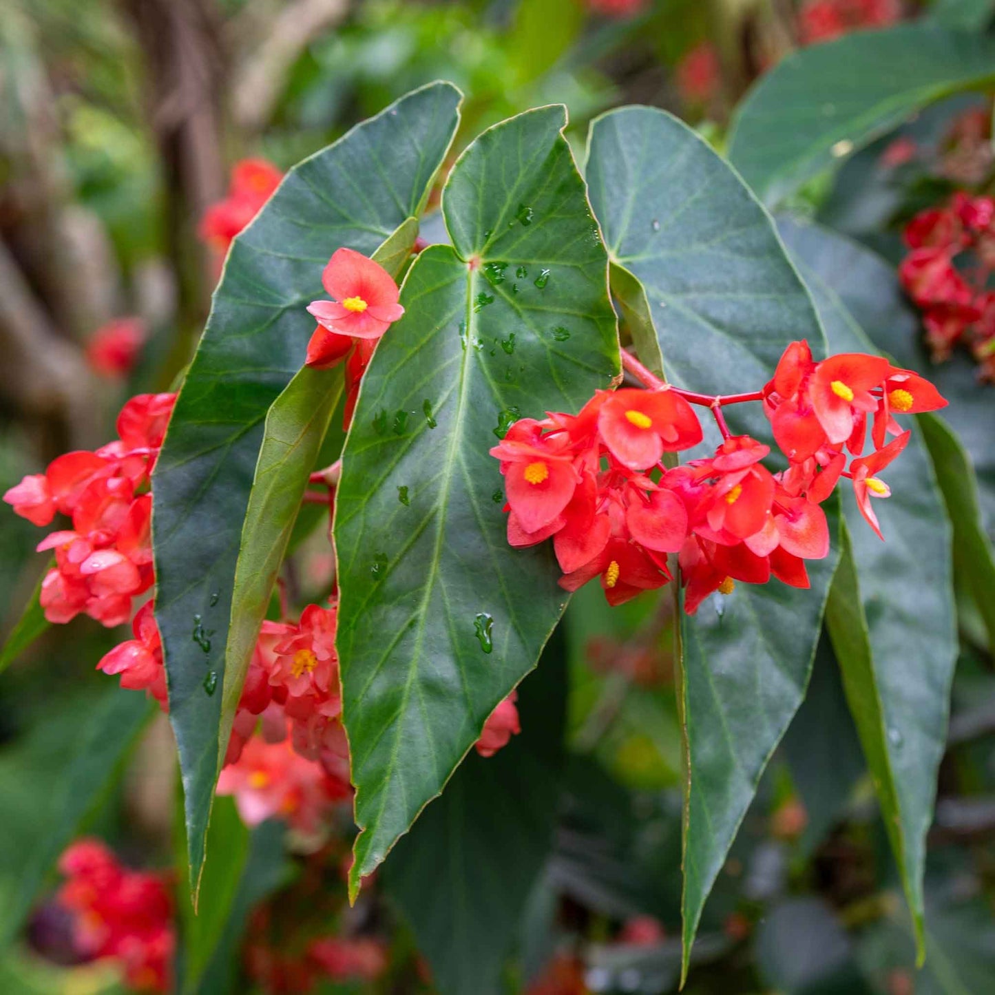 begonia dragon wing red