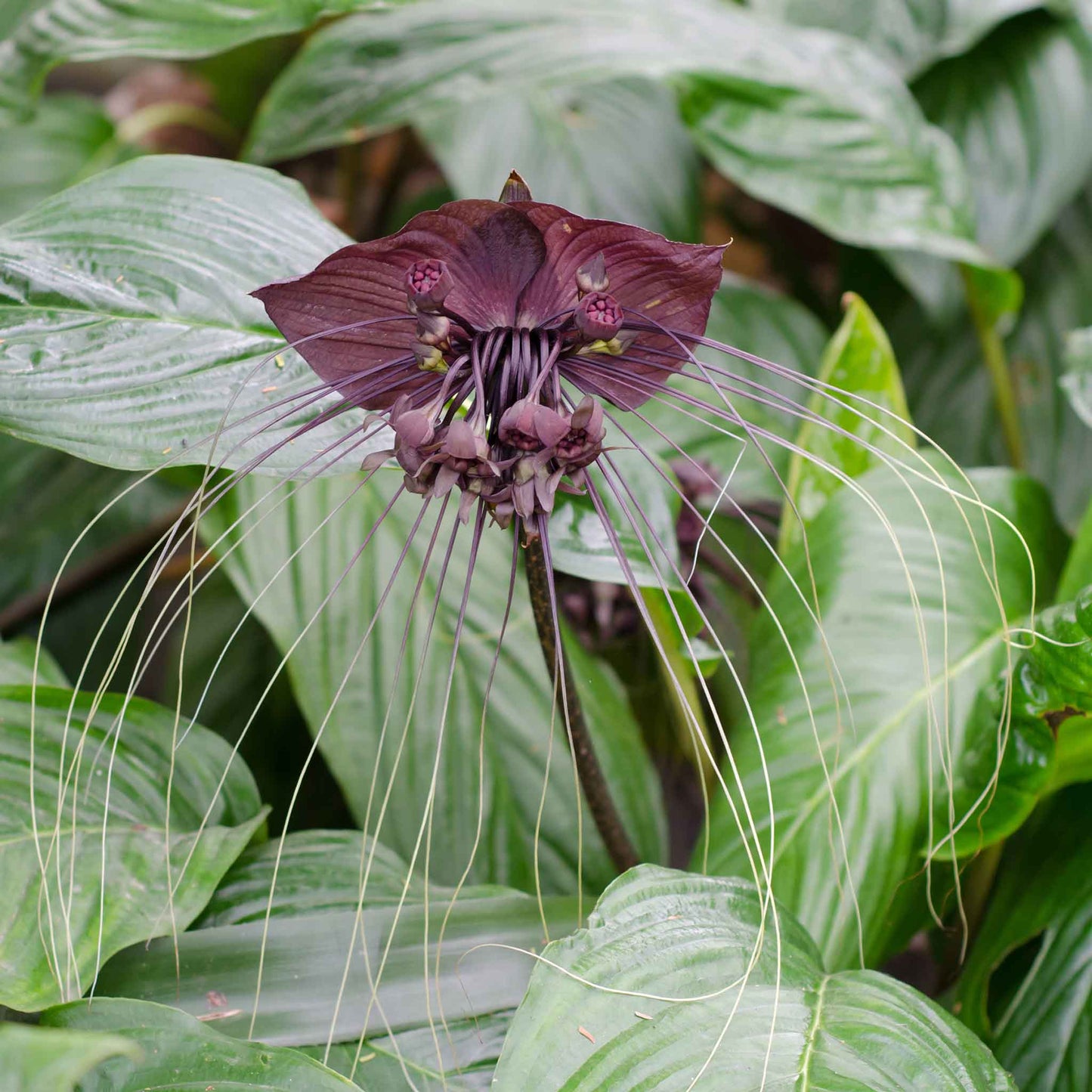 black bat flower