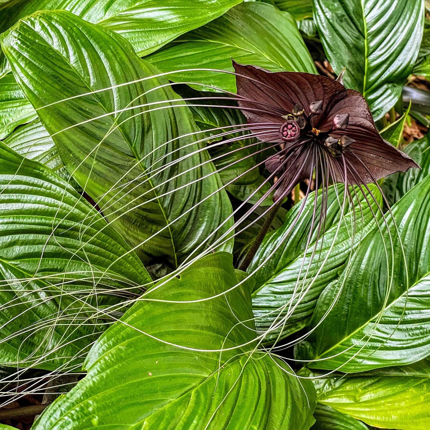 black bat flower