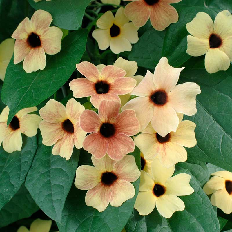 flower seeds sale uk Bulk Black Eyed Susan Seeds - African Sunset Mix