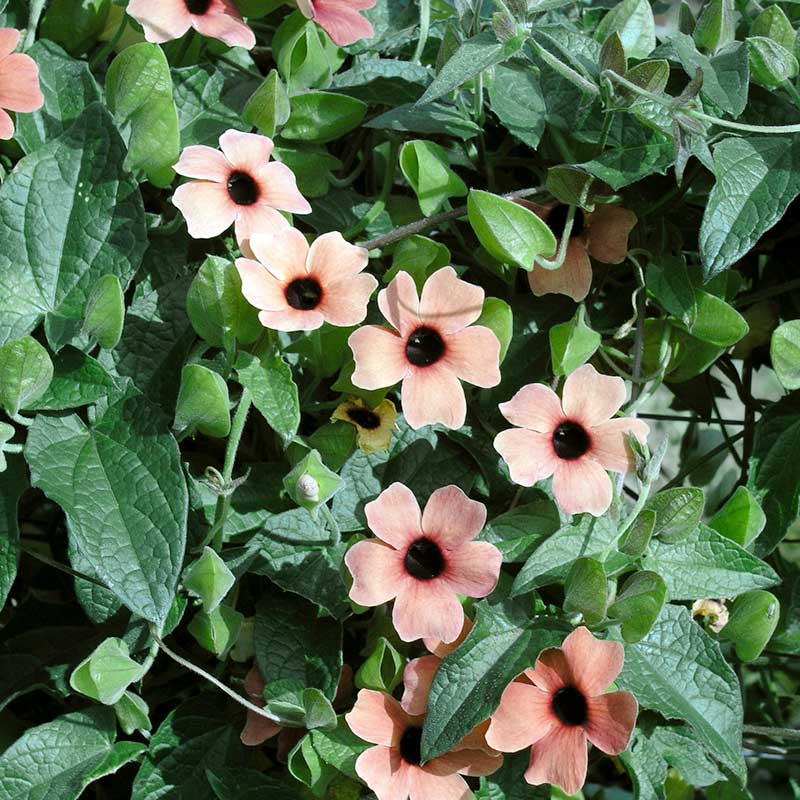 black wildflower seeds Bulk Black Eyed Susan Seeds - Blushing Susie
