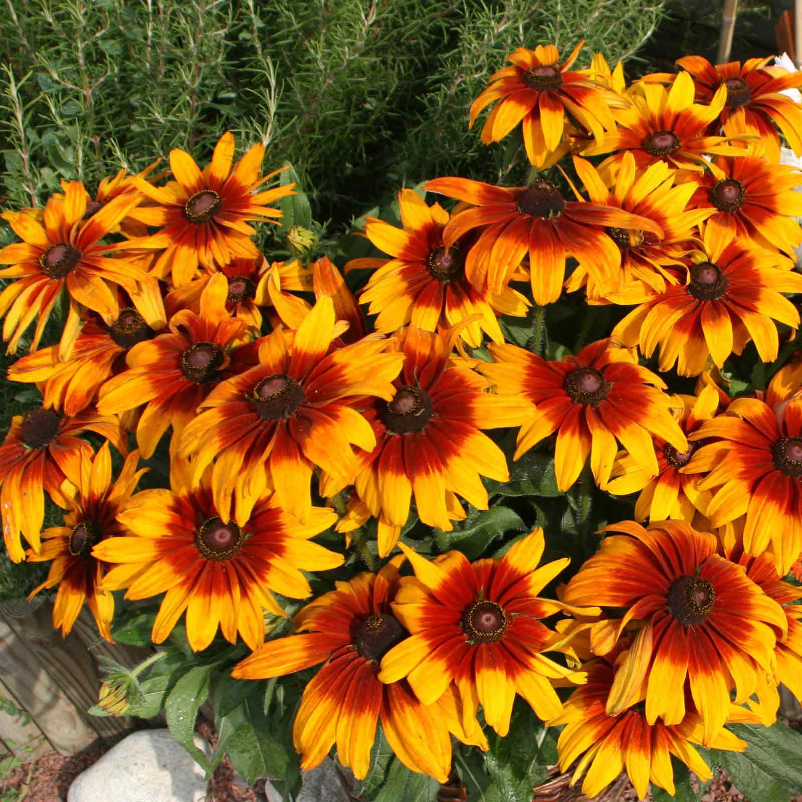 v rising flower seeds Bulk Black Eyed Susan Seeds - Cappuccino