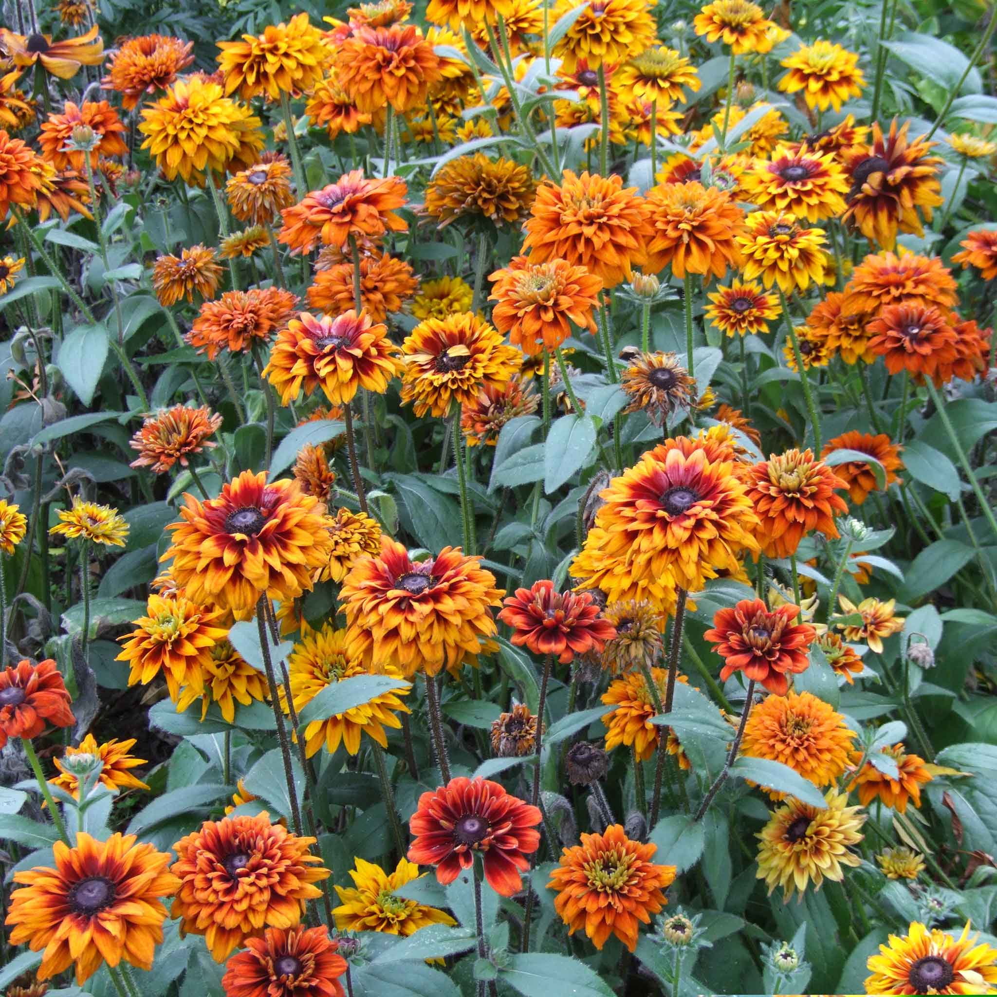cherokee rose seeds for sale Bulk Black Eyed Susan Seeds