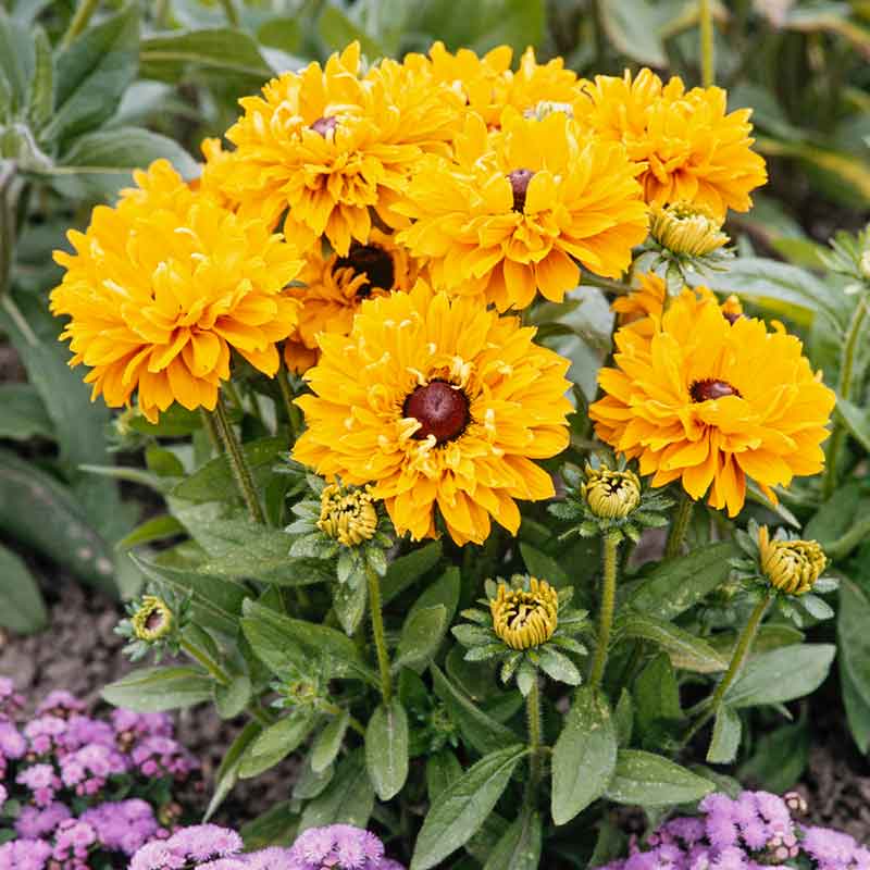 golden flower seeds Bulk Black Eyed Susan Seeds - Goldilocks
