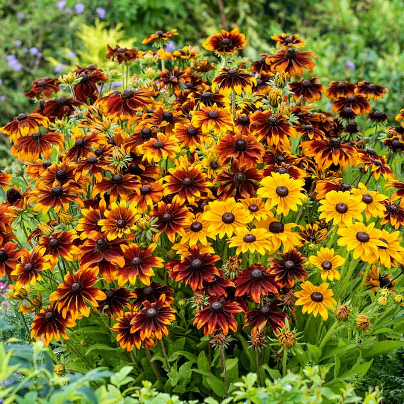 plant black eyed susan seeds Bulk Black Eyed Susan Seeds (Dwarf)