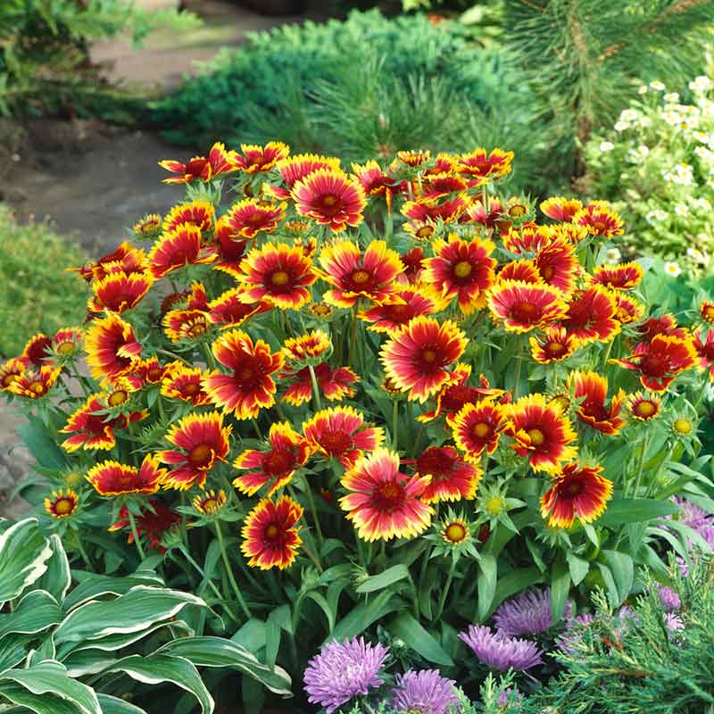 gaillardia flower seeds Bulk Blanket Flower Seeds