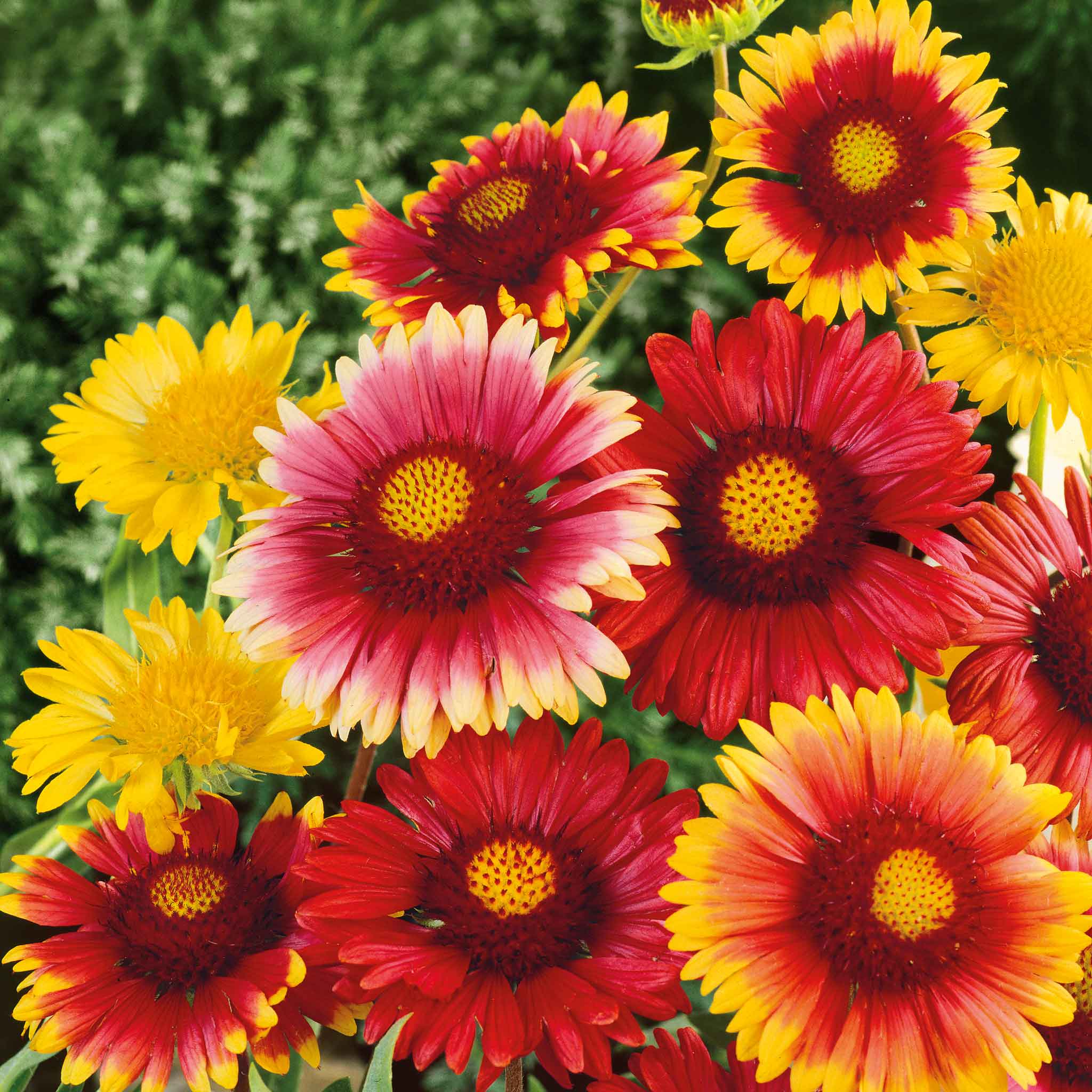 flower seed blankets Bulk Blanket Flower Seeds