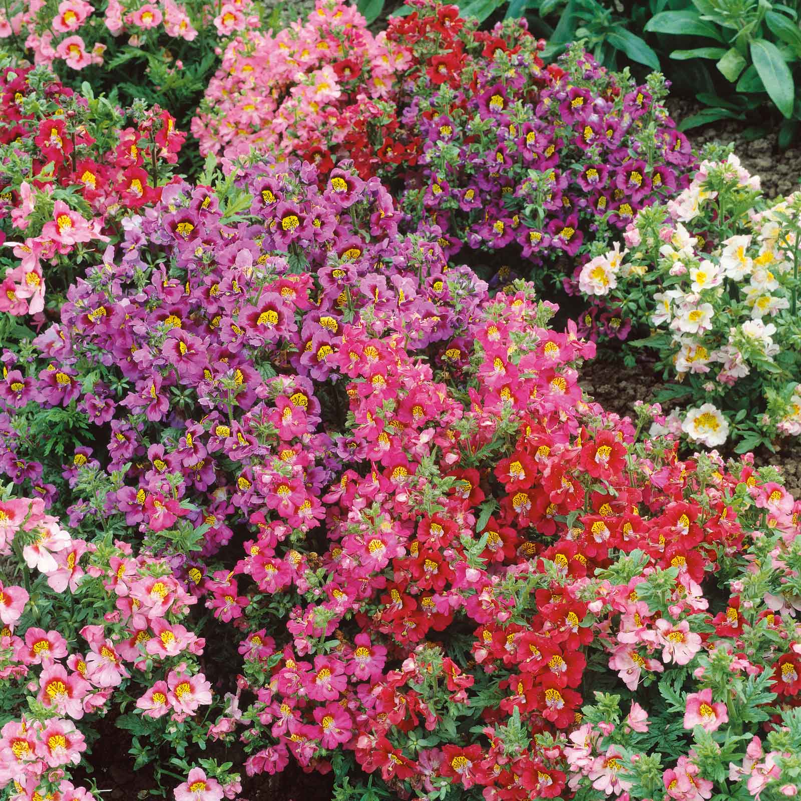 angel wings plant seeds Bulk Butterfly Flower - Angel Wings Mix
