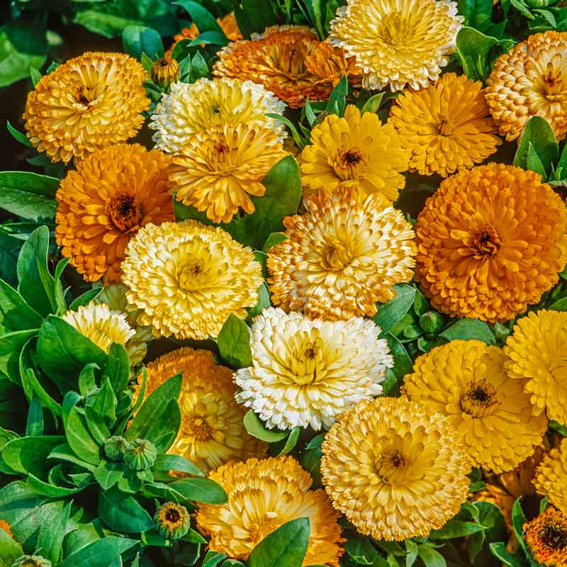 plant calendula seeds Bulk Calendula Seeds (Dwarf)
