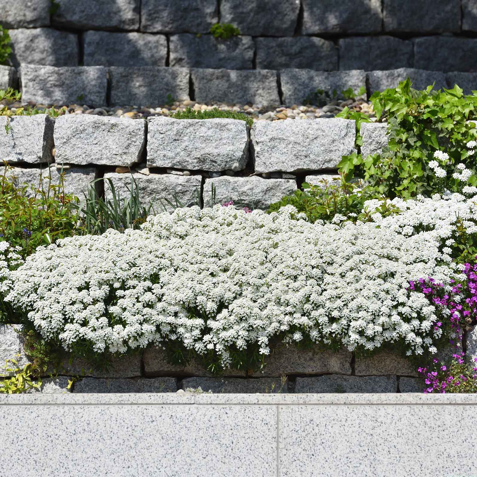 stone flower seeds Bulk Candytuft Seeds - Snow Flurries