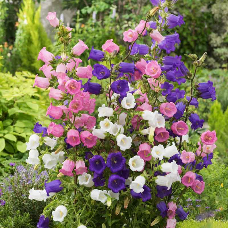 bell flower seeds Bulk Canterbury Bells Seeds - Mixed