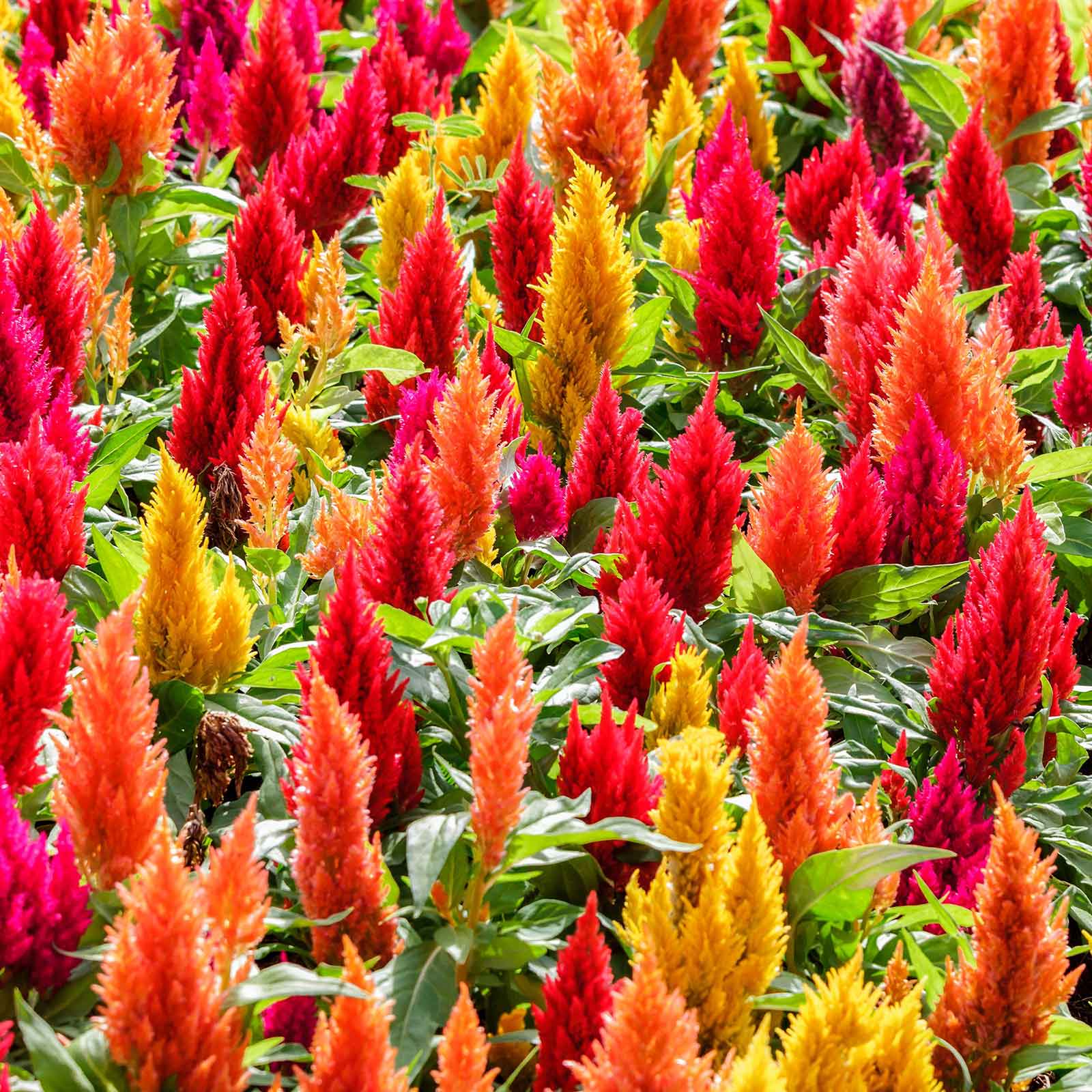 wildflower seeds philippines Bulk Celosia Seeds - Cristata Mix