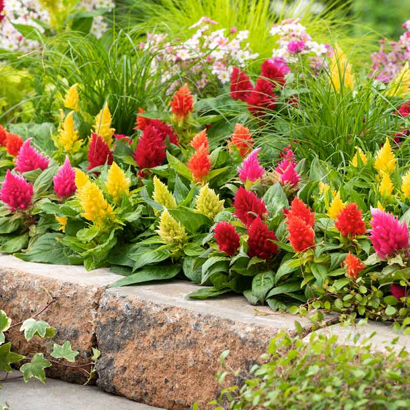 celosia seed planting depth Bulk Celosia Seeds