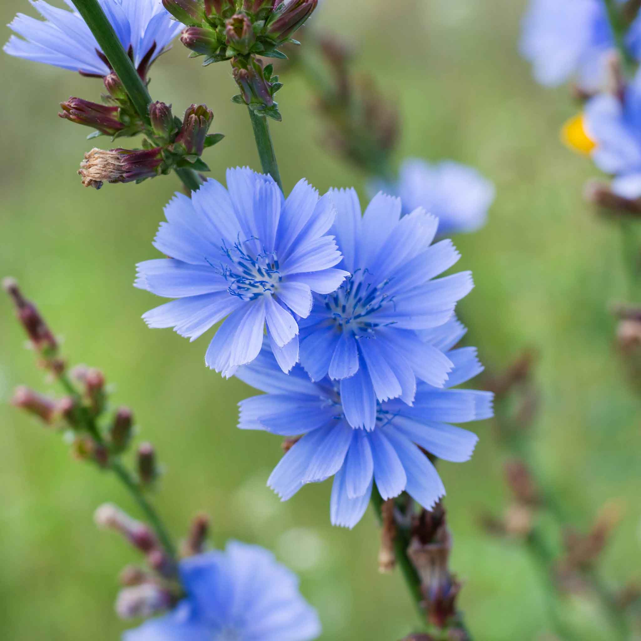 chicory wildflower seeds Bulk Chicory Seeds