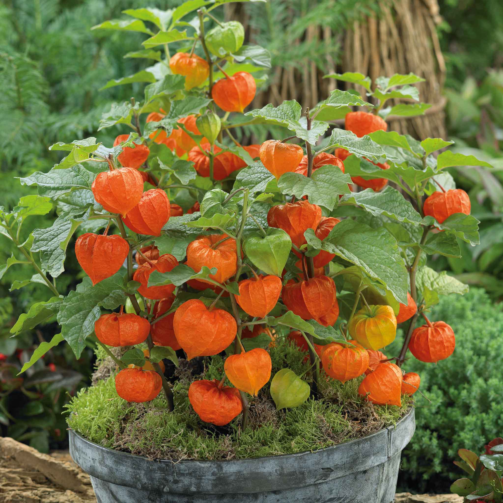 lantern plant seeds Bulk Chinese Lantern Seeds