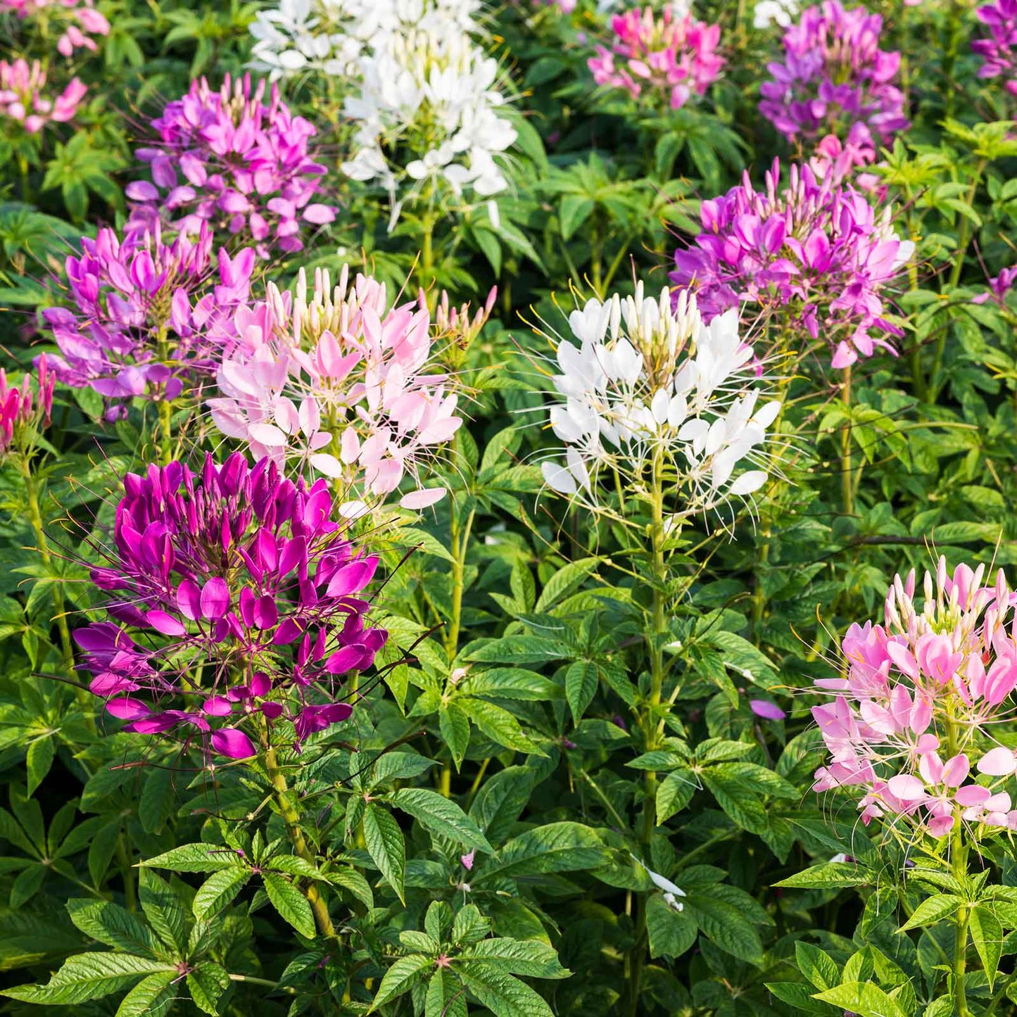 cleome mixed colors