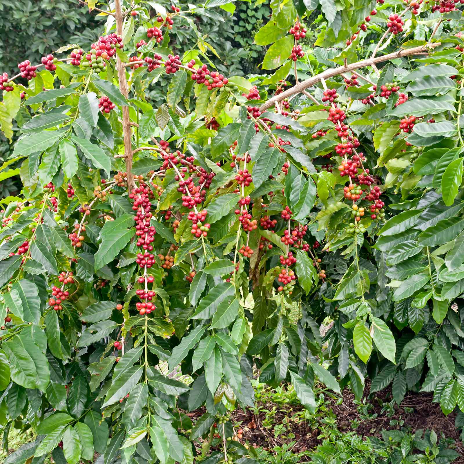 coffee plant seed Bulk Coffee Seeds 1 Ounce